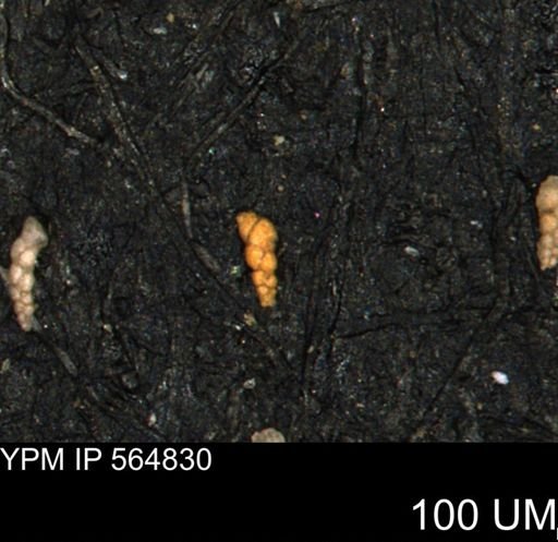 Verneuilinoides kansasensis