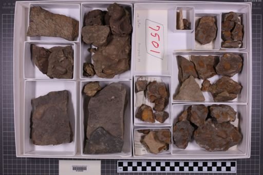 mixed taxa, stratigraphic collection