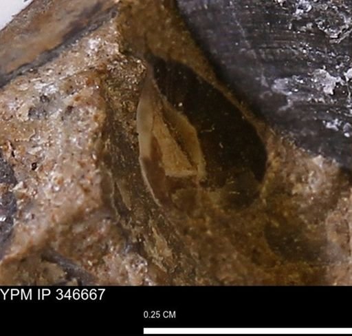 undet. Mollusca