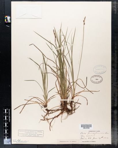 Carex pensylvanica