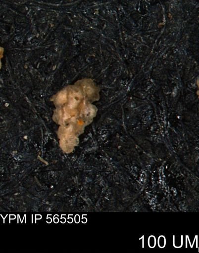 Verneuilina canadensis