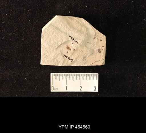 undet. Coleoptera