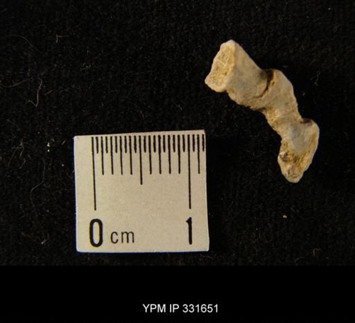 Cyathophyllum?