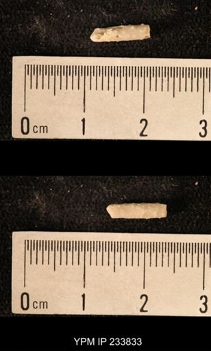 Archaeocidaris sp.