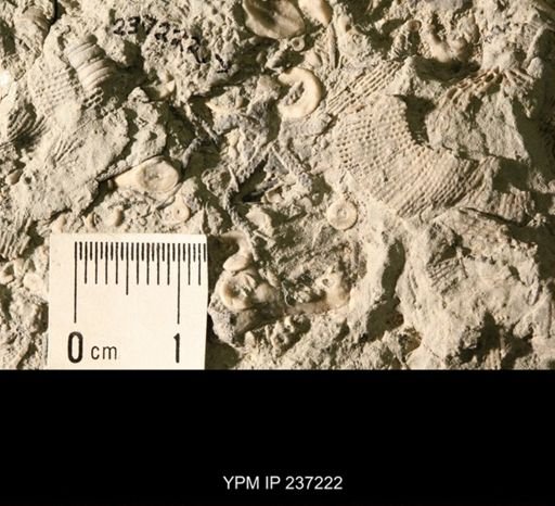 Aganaster gregarius