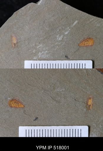 undet. Synziphosurina