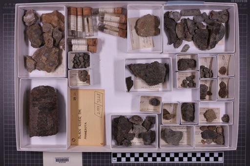 mixed taxa, stratigraphic collection