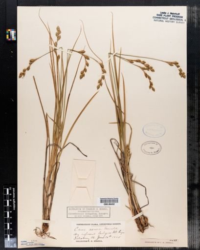 Carex aenea