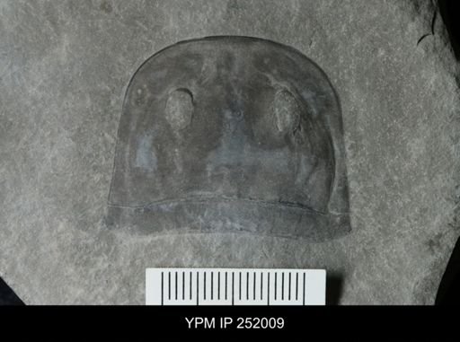 Eurypterus sp.