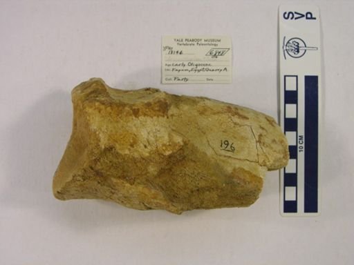 Arsinoitherium sp.