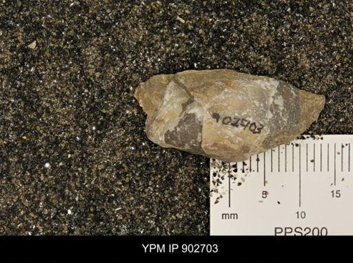 undet. Inoceramidae