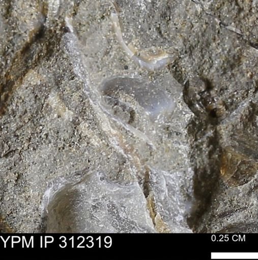 undet. Bivalvia