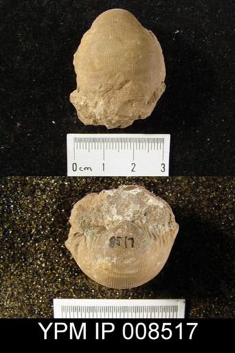 Productus (Linoproductus) lyelli