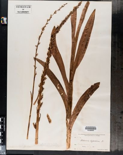 Habenaria