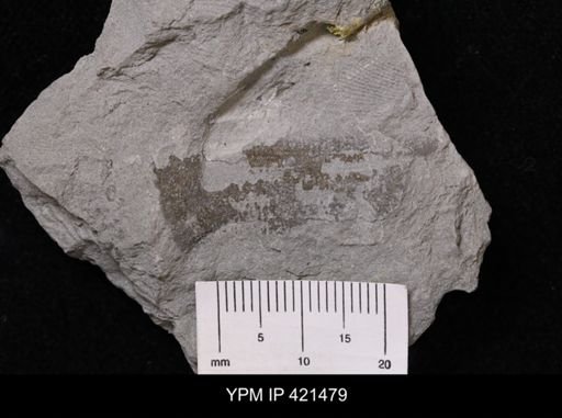 undet. Dictyospongiidae