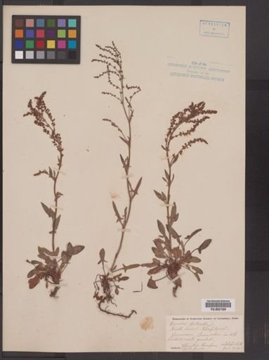 Rumex acetosella