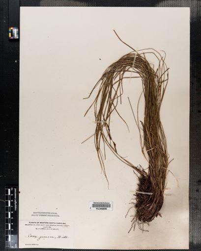 Carex
