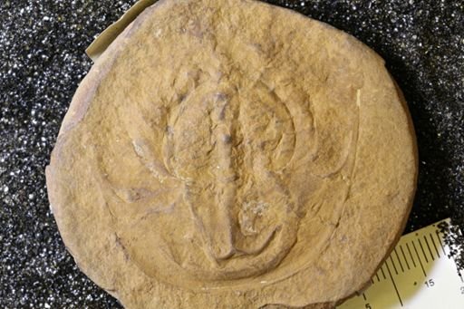 Euproops danae
