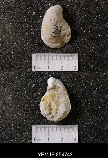 Gryphea washitaensis