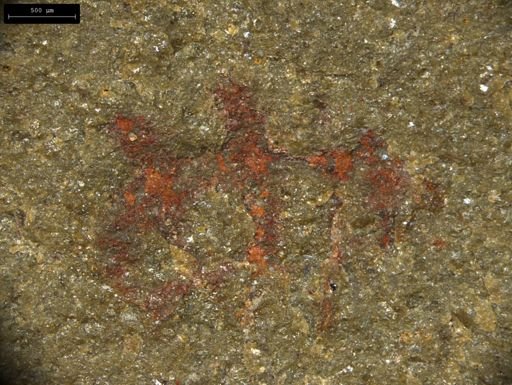 undet. Lobopodia