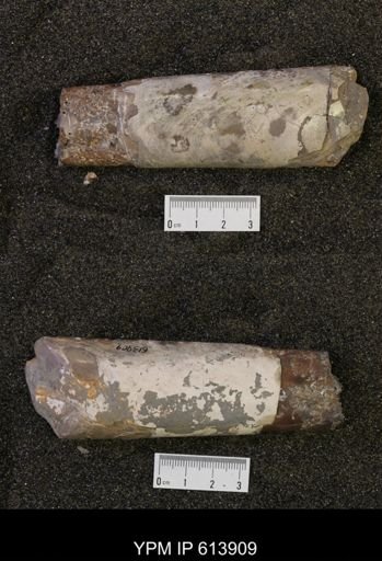 Baculites grandis