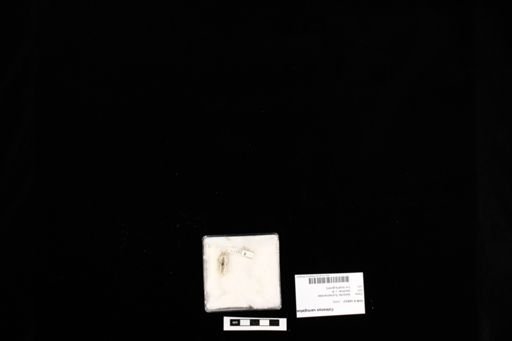 Coleonyx variegatus
