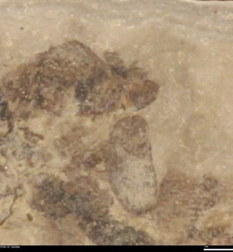 undet. Coleoptera