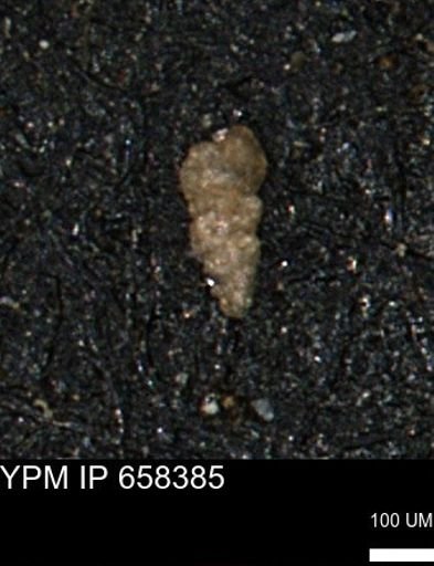 Verneuilinoides kansasensis