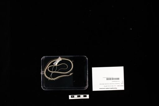 Thamnophis sirtalis concinnus