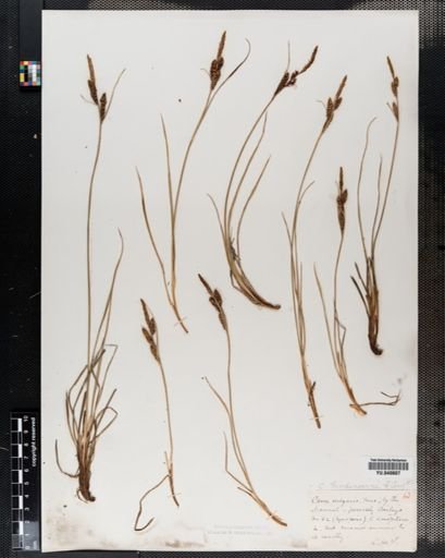 Carex nigra