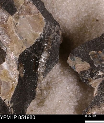 undet. Inoceramidae