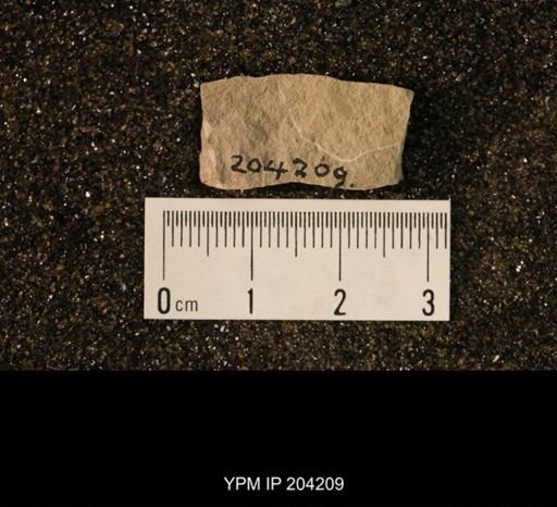 undet. Palaeomanteidae