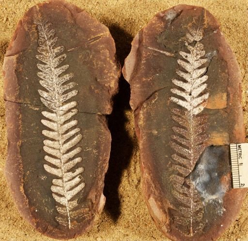Pecopteris