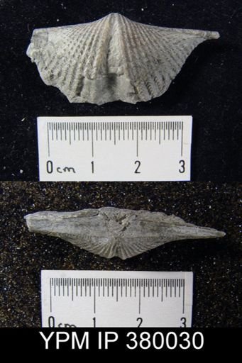 Mucrospirifer sp.