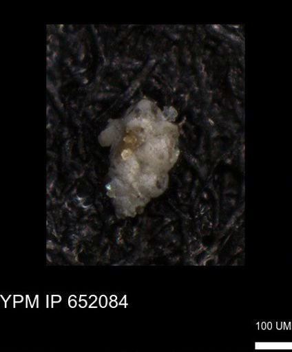 undet. Foraminiferida