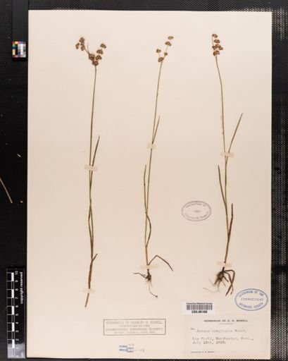 Juncus marginatus