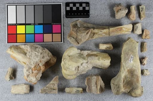 Metamynodon?