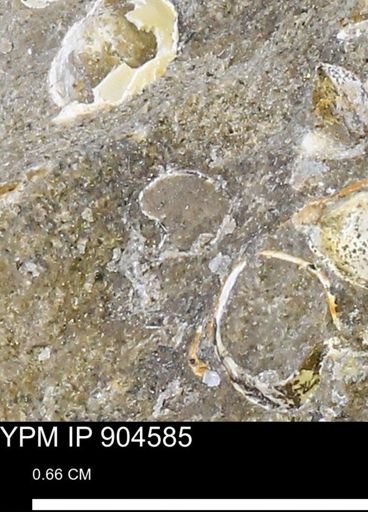 undet. Mollusca