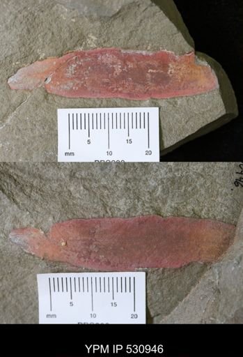 undet. Porifera