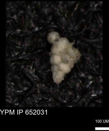undet. Heterohelicidae