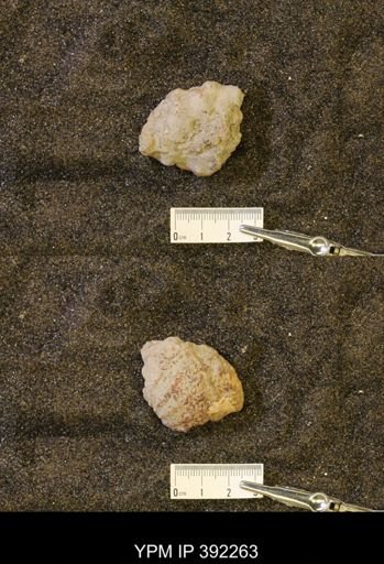 undet. Scaphitidae