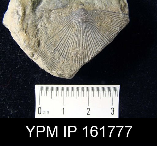 Schuchertella subplana