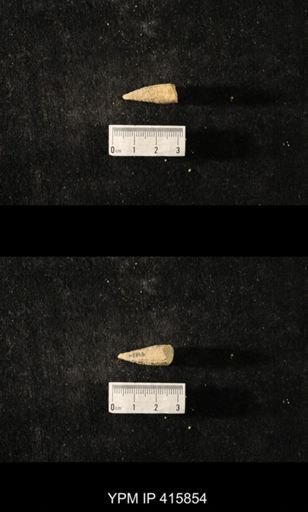 Conularia crustula