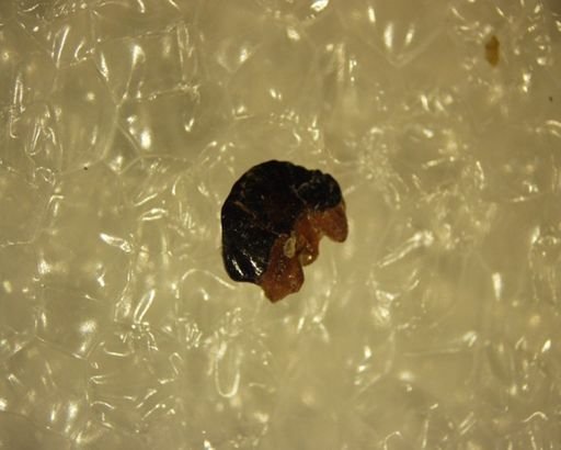 Multituberculata