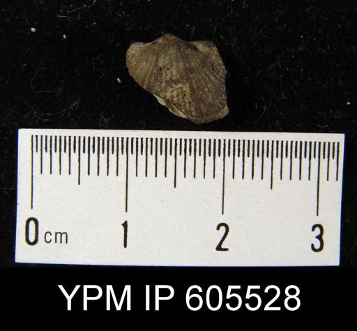 Platystrophia sp.