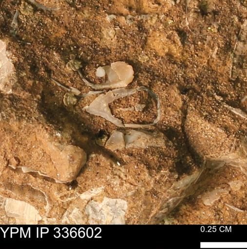 undet. Bivalvia