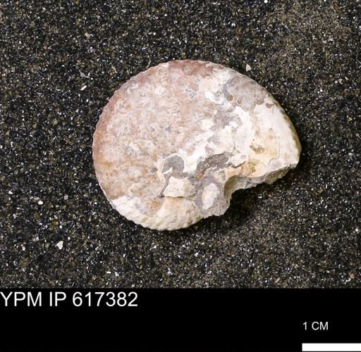 Discoscaphites sp.