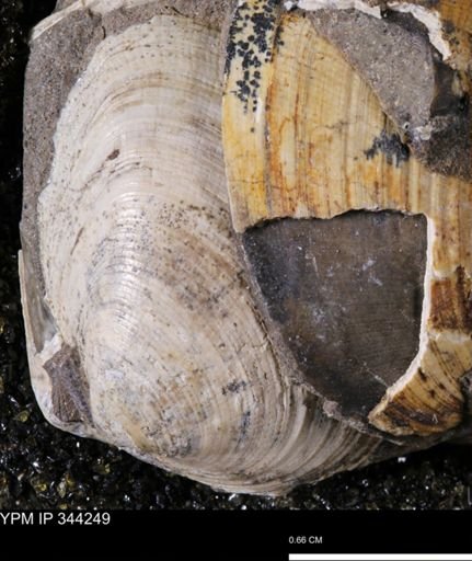 Limopsis striatopunctatus