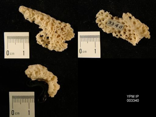 Hexactinella angustata