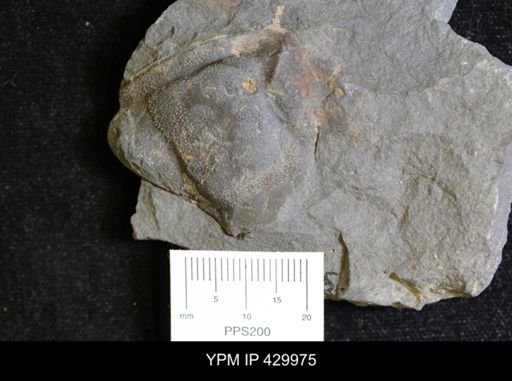 Dipleura dekayi